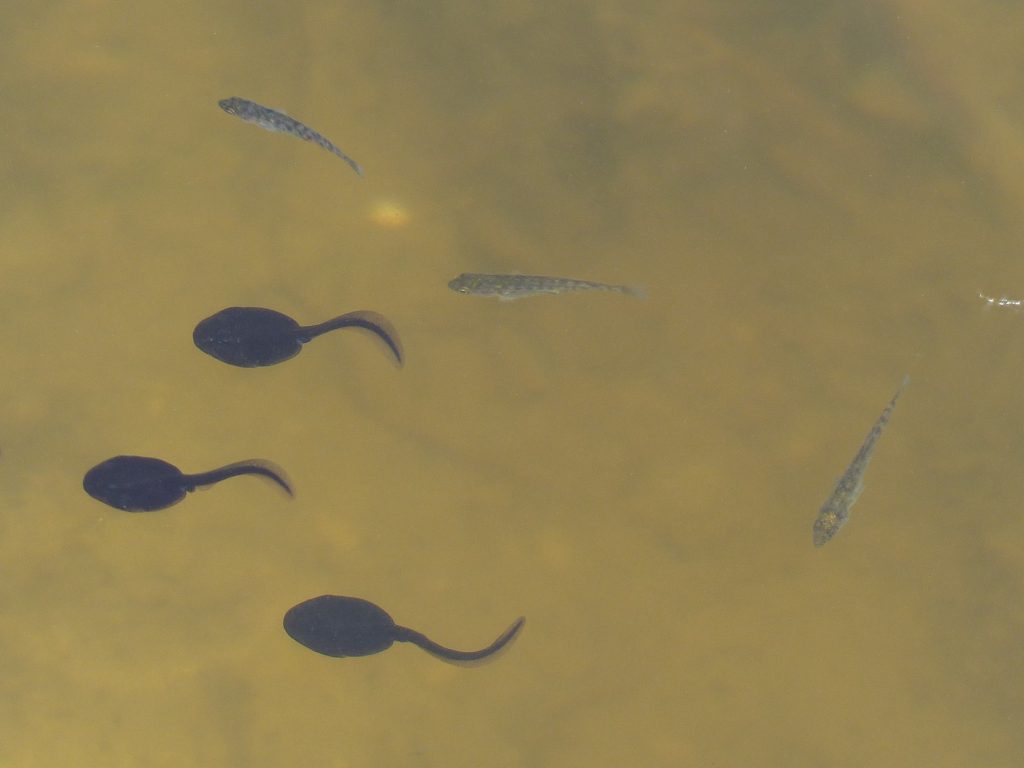 Spawn Survey 2017 Milton Keynes Natural History Society