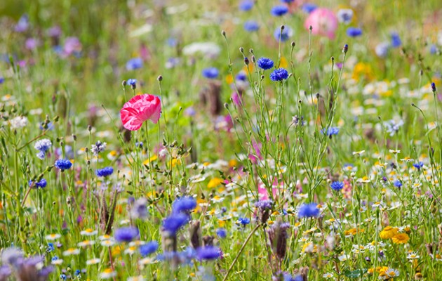 A simple guide to the wildflowers of Britain | Milton Keynes Natural ...