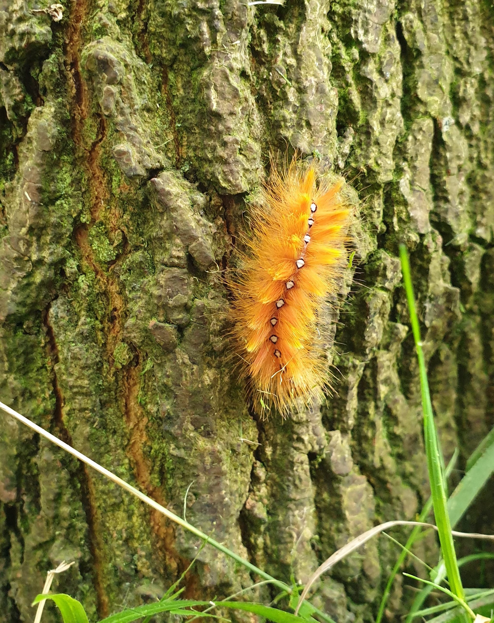 caterpillar sequoia