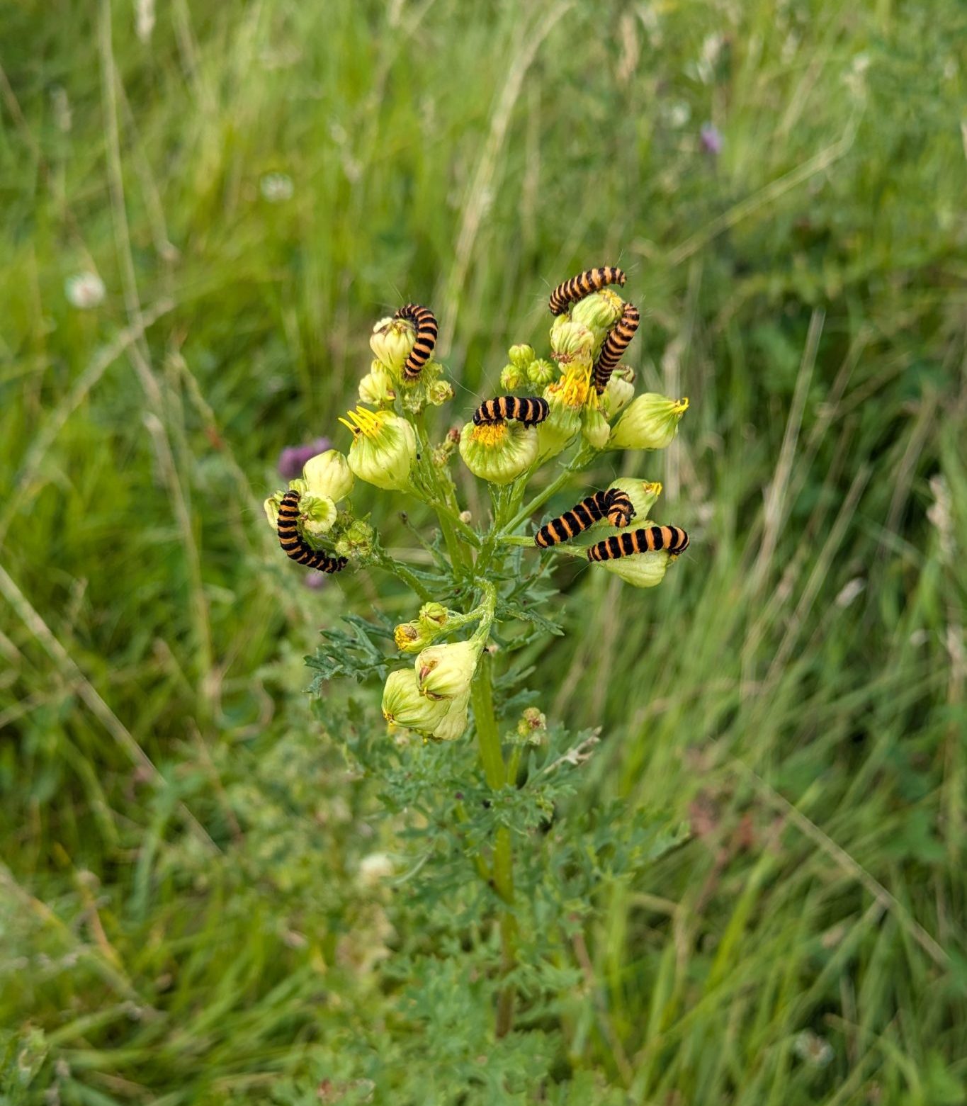 Recent Sightings 2024 Milton Keynes Natural History Society recent-sightings-2024-milton-keynes-natural-history-society