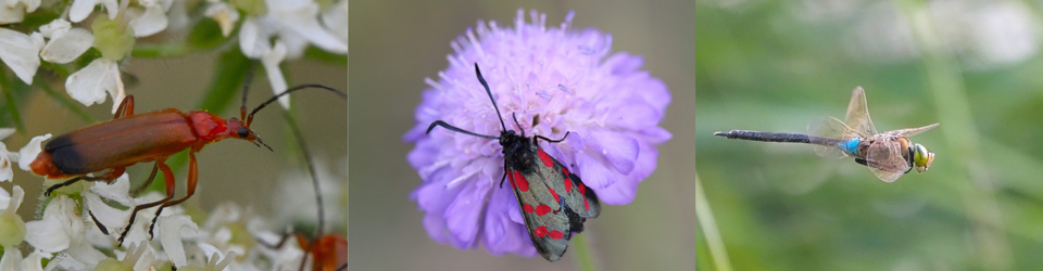 Milton Keynes Natural History Society