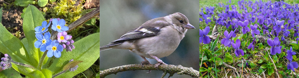 Milton Keynes Natural History Society